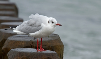 Tijdens een strandwandeling zagen we wat kokmeeuwen en mantelmeeuwen. Toen ik op mijn hurken ging zitten kwam die steeds dichterbij.