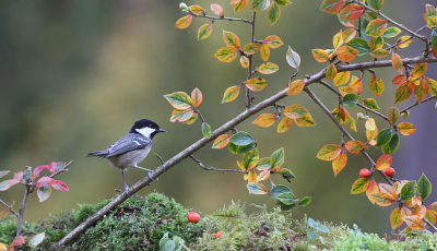 Ik zag dat ik al te laat was voor de maandopdracht, daarom  deze nu maar getoond. Een herfstige plaat uit een prachtigd Engelse bostuin van een vogeltje dat ik in bij mijn Grunneger woonstee   wel nooit zal aantreffen.