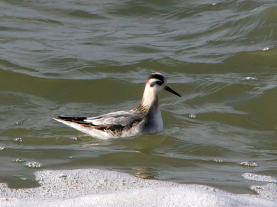 Zaterdag  met een groep van de Vogelwerkgroep Zoetermeer naar de  Zuidpier van IJmuiden. Deze Rosse franjepoot gespot . Volgens mijn medespotters vrij uniek .Gezien de opwinding in de groep wil ik dat best geloven . Zelf een beginner.Ik ben me bewust dat de kwaliteit niet opper best is.