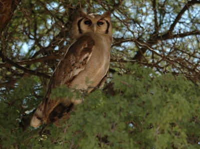 ook dit jaar waren de uilen goed vertegenwoordigd in de Kalahari