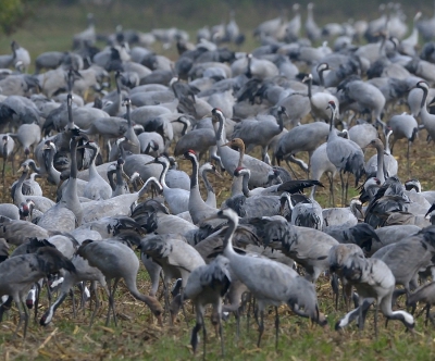 <i class='fa fa-user'></i>&nbsp;Martijn de Jonge&nbsp;|   Kraanvogel&nbsp; <i class='fa fa-eye'>&nbsp;746</i> &nbsp; <i class='fa fa-comment-o'>&nbsp;7</i>