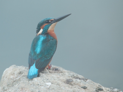 Vanochtend in de mist kwam deze IJsvogel opeens voor de vogelhut op de steppen van de Alentejo regio zitten.