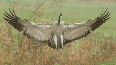 <i class='fa fa-user'></i>&nbsp;Marie-Jos� Boon&nbsp;|   Kraanvogel&nbsp; <i class='fa fa-eye'>&nbsp;758</i> &nbsp;<i class='fa fa-thumbs-up'>&nbsp;5</i> &nbsp; <i class='fa fa-comment-o'>&nbsp;10</i>