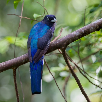 <i class='fa fa-user'></i>&nbsp;Paul van Giersbergen&nbsp;|   Groenrugtrogon&nbsp; <i class='fa fa-eye'>&nbsp;487</i> &nbsp;<i class='fa fa-thumbs-up'>&nbsp;2</i> &nbsp; <i class='fa fa-comment-o'>&nbsp;6</i>