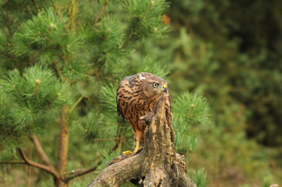 Het was vroeg en wel heel stil. Geen vogel te zien of te horen en toen zat de havik er ineens. Het was maar even maar de hele dag was er de hoop voor een vervolg.