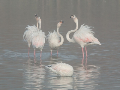 <i class='fa fa-user'></i>&nbsp;Bert Snijder&nbsp;|   Flamingo&nbsp; <i class='fa fa-eye'>&nbsp;515</i> &nbsp;<i class='fa fa-thumbs-up'>&nbsp;1</i> &nbsp; <i class='fa fa-comment-o'>&nbsp;10</i>