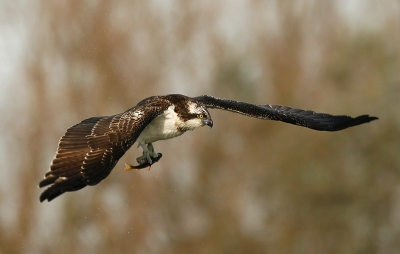 deze visarend frequenteerd al enkele dagen een visput in de buurt van Waregem; het prachtige beest stoort zich helemaal niet aan de vissers en de talrijke vogelkijkers en/of fotografen die het spektakel komen bewonderen,
