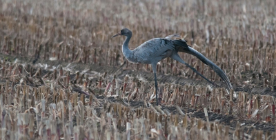 Afgelopen zondag met Thijs en zijn vader naar het kraanvogel paradijs geweest. Fanatische dag en wat een feest zo enorm veel kranichen te zien. Ons viel wel op dat de vogels best ver vanaf de weg stonden, hier was een gezinnetje er dichtbij te zien van een auto weg. Gelukkig maakte Thijs de opmerking toch maar te stoppen. Hier sterkt het jong zich uit.
De avond was fenomenaal, het viel ons nog een beetje tegen qua verwachtingen maar we mogen niet zeuren, ook lekker veel Duitsers daar. 

Gr Albert.