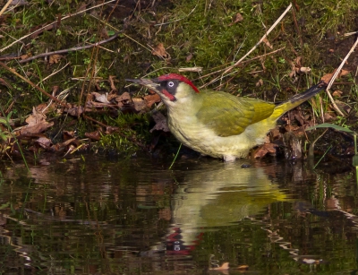 Deze Groene Specht zat lekker te badderen en had niet in de gaten dat ie op 15 meter afstand begluurt werd.