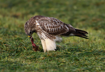 Vanochtend even de polder in geweest, volop vogels. Deze buizerd heeft in een halfuur 3 muizen gevangen op dit net gemaaide weiland.