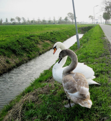 Staken net de weg over om even een bad te nemen,  te snorkelen  en een beetje kroost te bemachtigen