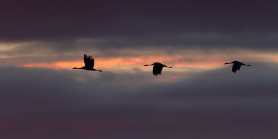 <i class='fa fa-user'></i>&nbsp;Van de Velde Frank&nbsp;|   Kraanvogel&nbsp; <i class='fa fa-eye'>&nbsp;635</i> &nbsp;<i class='fa fa-thumbs-up'>&nbsp;8</i> &nbsp; <i class='fa fa-comment-o'>&nbsp;12</i>