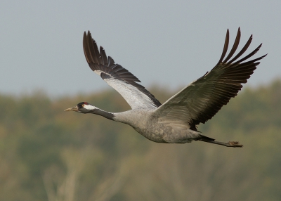 <i class='fa fa-user'></i>&nbsp;Marie-Jos� Boon&nbsp;|   Kraanvogel&nbsp; <i class='fa fa-eye'>&nbsp;887</i> &nbsp;<i class='fa fa-thumbs-up'>&nbsp;15</i> &nbsp; <i class='fa fa-comment-o'>&nbsp;20</i>