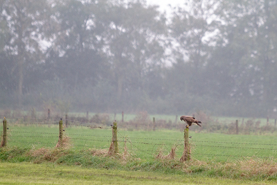Eigenlijk had ik gehoopt op mist, maar helaas. Terwijl ik aan het zoeken was om toch grafische beelden te kunnen maken, kwam ik deze  buizerd met prooi tegen.