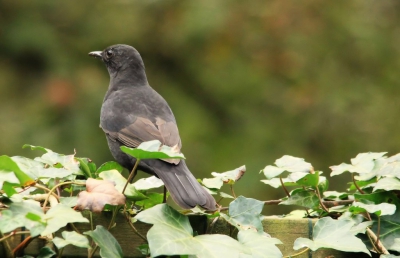 Deze jonge merel kwam even langs en route om naar het bos te gaan.
Te groot om bij de ouders te blijven en nu op der eigen