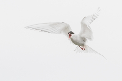 Het broedseizoen van deze vogels en ze beschermen heldhaftig hun nest.