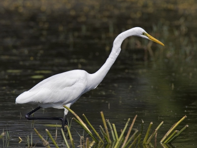 <i class='fa fa-user'></i> Wim de Groot | Grote Zilverreiger  <i class='fa fa-eye'> 423</i>   <i class='fa fa-comment-o'> 2</i>