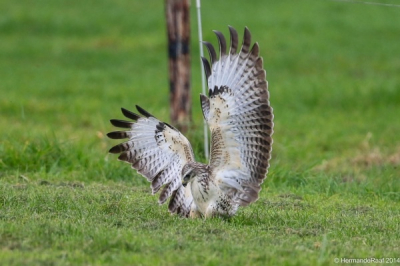 Deze Buizerd was aan het jagen vanaf de paaltjes, op de foto wordt de prooi gevangen.