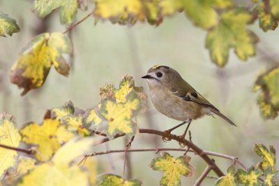 <i class='fa fa-user'></i>&nbsp;jewe&nbsp;|   Goudhaan&nbsp; <i class='fa fa-eye'>&nbsp;687</i> &nbsp;<i class='fa fa-thumbs-up'>&nbsp;13</i> &nbsp; <i class='fa fa-comment-o'>&nbsp;20</i>