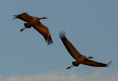 In Linum (Duitsland) hebben zich rond deze tijd van het jaar enkele tienduizenden kraanvogels verzameld. Van Diepholz had ik wel eerder gehoord, maar Linum als trekplaats was mij minder bekend. Wij zijn daar een weekend geweest en het spektakel is overweldigend; zowel qua beeld als geluid. Deze foto is zondagochtend vroeg gemaakt met een mooie rode opkomende zon in de rug. Dit koppel vloog op zo'n 30 meter aan ons voorbij. Alle kraanvogels trekken dan weer van de overnachtingslocatie naar de fourageplekken. Als fotograaf kan je dan helemaal los gaan. Nogmaals dank aan Martijn de Jonge.