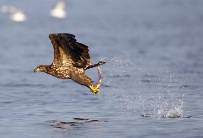 Hebbes! Met de precisie van een jachtbommenwerper grijpt de zeearend zijn hors d'ouvre uit het water van de Oderdelta.