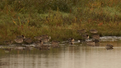 vrijdag naar de vogelplas middelblok geweest in de Krimpenerwaard. weinig op de plas alleen streek er op een moment een groep wintertalingen neer die heel de boel gingen oppoetsen en zitten dutten. op een gegeven moment telde ik er ongeveer 40.