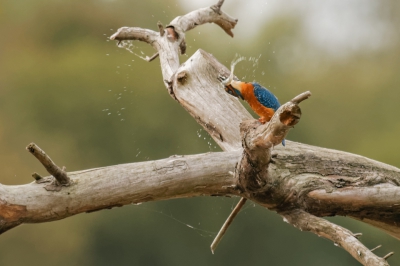 IJsvogel die nogal wild met z'n prooi omgaat. Gefotografeerd in een vaste vogelhut.