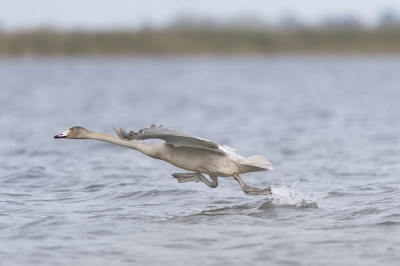 Tijdens een mooie fotoreis met fotograaf Martijn de Jonge bij Linum (Duitsland) mooie beelden kunnen maken van foeragerende kraanvogels en op de Oderdelta (Polen) vanuit een vissersbootje van zeearenden. Daar werd ook een hardloopwedstrijd gehouden voor wilde zwanen. De juveniel op deze foto ging er uiteindelijk met de prijs vandoor :). Mooi om deze vogels vanuit een bootje te kunnen vastleggen.