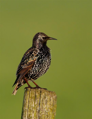 Prachtige licht omstandigheden en dan wordt ook de vaak zo grauwe spreeuw een pracht vogel!