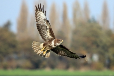 Een van de eerste foto's met m'n nieuwe camera (7D MkII) en m'n eerste foto op BirdPix. Normaal jaag ik vogels weg op het vliegveld, dit keer probeerde ik er wat plaatjes van te schieten vanaf de taxibaan.