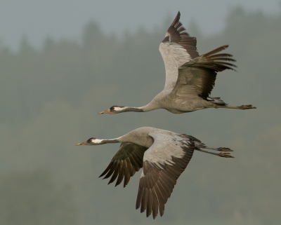 <i class='fa fa-user'></i>&nbsp;Marie-Jos� Boon&nbsp;|   Kraanvogel&nbsp; <i class='fa fa-eye'>&nbsp;680</i> &nbsp;<i class='fa fa-thumbs-up'>&nbsp;5</i> &nbsp; <i class='fa fa-comment-o'>&nbsp;18</i>