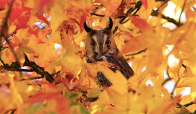 Deze ransuil keek heel nieuwsgierig boven de felgekleurde herfstbladeren uit.