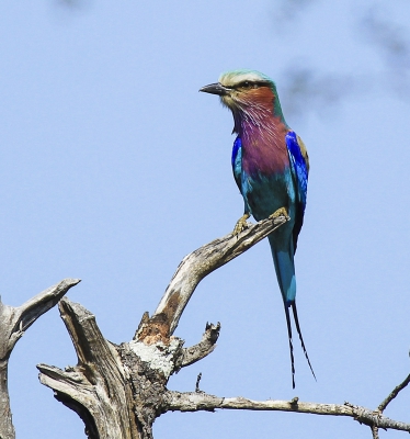 Bij het bekijken van de foto's van mijn reis door Zuid Afrika
twee jaar geleden vond ik deze foto van een vorkstaart scharrelaar ,ik vind het een prachtige vogel.