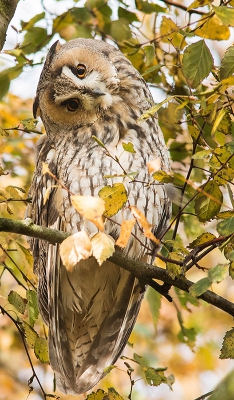 Er zijn de laatste dagen al wat Ransuilen langs gekomen maar misschien kan deze er nog bij. Ik vind dat de uil zijn/haar koppie zo leuk scheef houd. Weliswaar niet helemaal vrij maar dit was wel de gunstigste van de 5 die er zaten.