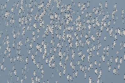 <i class='fa fa-user'></i>&nbsp;Inge van der Wulp&nbsp;|   Kluut&nbsp; <i class='fa fa-eye'>&nbsp;618</i> &nbsp;<i class='fa fa-thumbs-up'>&nbsp;4</i> &nbsp; <i class='fa fa-comment-o'>&nbsp;15</i>