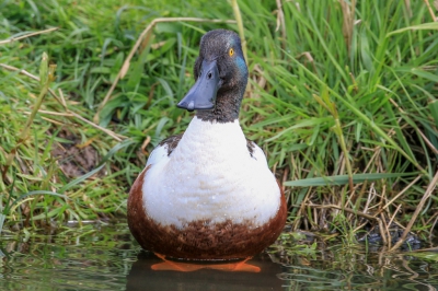 Meestal redelijk snel weg maar tijdens het verenonderhoud kon ik dichterbij komen totdat hij klaar was en er even voor ging zitten