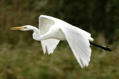 Grote zilverreiger roepend in vlucht. Vloog voor me langs in boven een meertje in de Oostvaardersplassen.