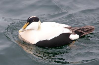 Tijdens een reis met de "Hurtigruten" van Bergen naar Kirkenes kwamen we in de haven van lesund. Daar zwom deze mooie Eidereend.