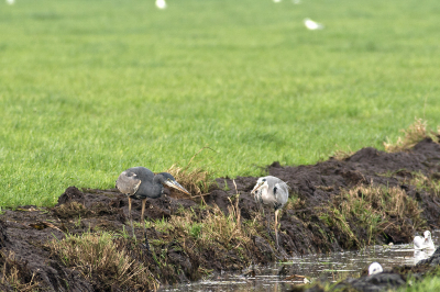 Melanistische blauwe reiger??
Heb deze vogel gisteren gespot, hij viel op door zijn afwijkende kleur en grootte.