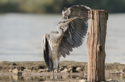 <i class='fa fa-user'></i>&nbsp;Wil Doorn-Meijne&nbsp;|   Blauwe Reiger&nbsp; <i class='fa fa-eye'>&nbsp;512</i> &nbsp; <i class='fa fa-comment-o'>&nbsp;9</i>