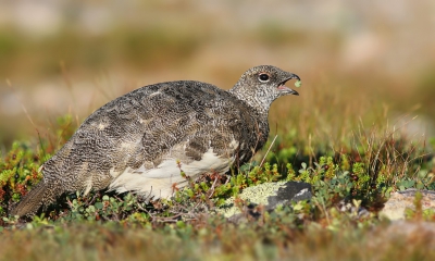 <i class='fa fa-user'></i>&nbsp;thijsglastra&nbsp;|   Alpensneeuwhoen&nbsp; <i class='fa fa-eye'>&nbsp;480</i> &nbsp; <i class='fa fa-comment-o'>&nbsp;10</i>