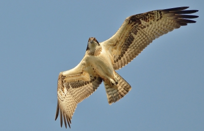 het lekker najaarsweer en de 'kant en klare' visvijver hebben deze visarend doen beslissen om hier al een tijdje te blijven 'hangen'...
het leuke voor ons fotografen is dat de vele kauwen hem nu en dan z'n prooi ontfutselen waardoor ie opnieuw moet vissen !!