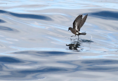 Wonderlijk om deze kleine vogeltjes over zee te zien vliegen en dansen. Ze gaan zo snel dat je ze af en toe kwijt raakt achter de golven en denkt: huh, waar is ie nou gebleven? Tijdens het watertrappelen blijven ze gelukkig heel even op dezelfde plek hangen.
 
www.birdbeauty.nl