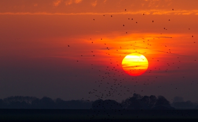 Eerder had ik de spreeuwen hier voor de maan geplaatst nu voor de zon. Beiden vind ik bijzonder.