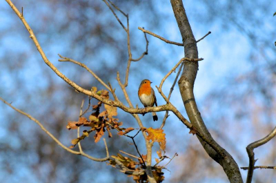 Een Roodborst zittend op een berkentak op een zonnige herfstdag in november.