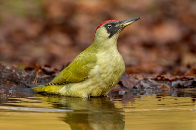 <i class='fa fa-user'></i>&nbsp;Almanbrother&nbsp;|   Groene Specht&nbsp; <i class='fa fa-eye'>&nbsp;720</i> &nbsp;<i class='fa fa-thumbs-up'>&nbsp;18</i> &nbsp; <i class='fa fa-comment-o'>&nbsp;16</i>