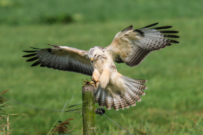 Deze mooie blonde Buizerd zat in een weiland nabij een smalle polderweg waar ik hem geheel in de berm vanuit de auto heb kunnen fotograferen. Intussen reden de landarbeiders meedogenloos met razende snelheid langs mij...