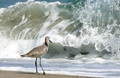Foto gemaakt vanaf een strandstoel,de Willet kwam steeds dichterbij en ik had geluk dat de golf er was op het moment van maken.