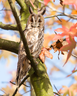 De winter in aantocht. Diverse ransuilen waargenomen. De ransuilen roesten (schuilen bij elkaar) om bescherming te zoeken. Met name de herfstkleuren spreken mij aan. VG Ren Kahl