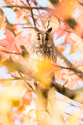 Herfst in Blaricum! Ben benieuwd wat jullie van deze foto vinden...... VG Ren Kahl